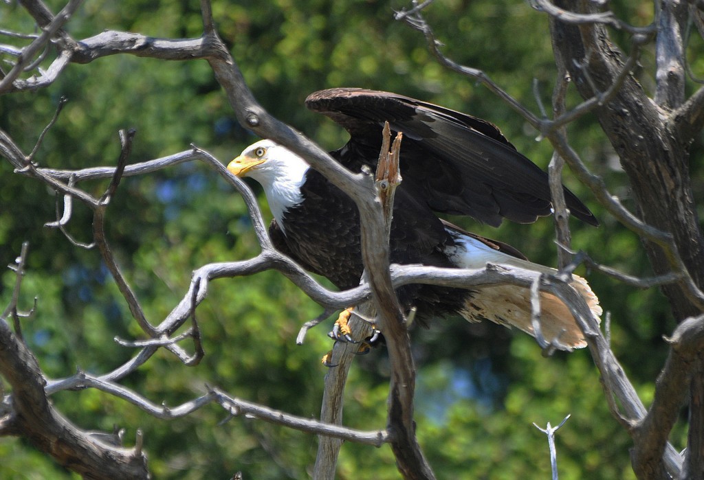 West Seattle Memorial Day 2014: Helpful holiday info