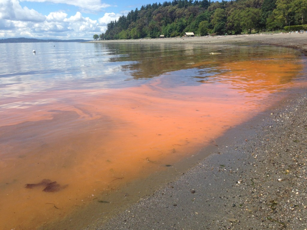 West Seattle scene: Orange water = non-toxic noctiluca’s back