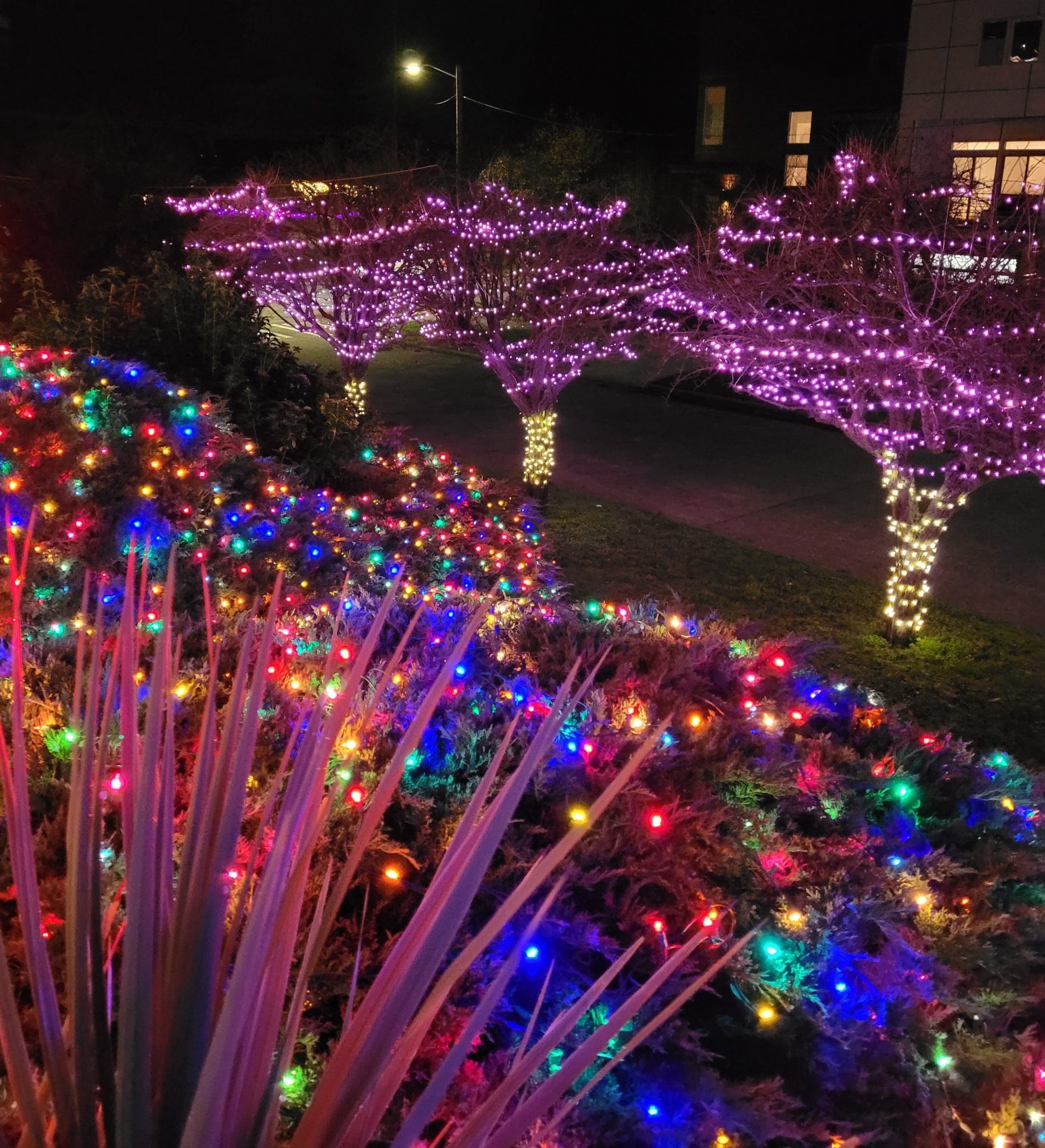 West Seattle Blog… WEST SEATTLE CHRISTMAS LIGHTS 12,000 of them!