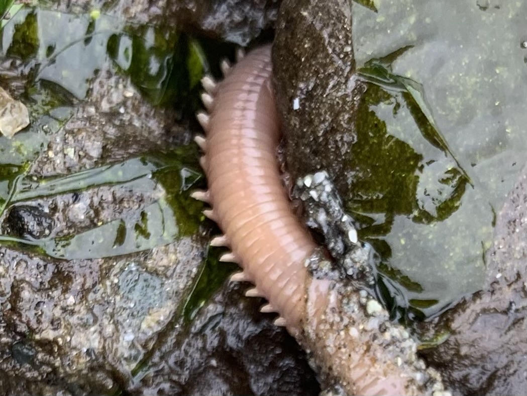 West Seattle Blog… WEST SEATTLE SCENE Low tide at Lincoln Park