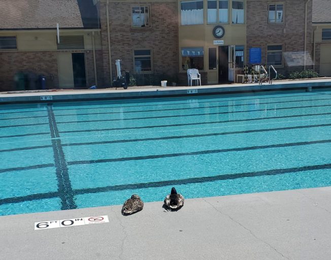 West Seattle Blog… COLMAN POOL Season starts Saturday for West