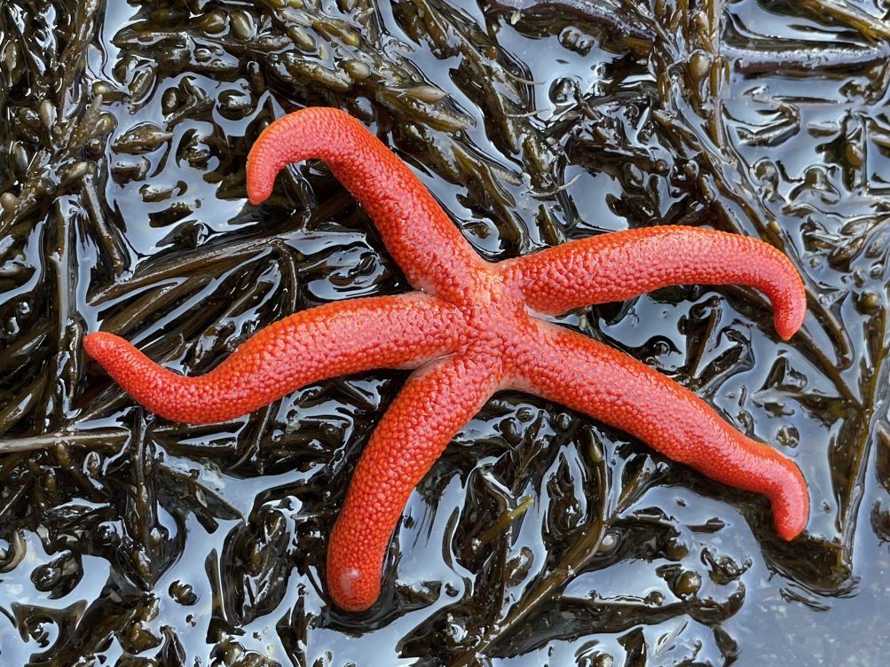 West Seattle Blog… WEST SEATTLE LOW TIDE Four sights from the shore