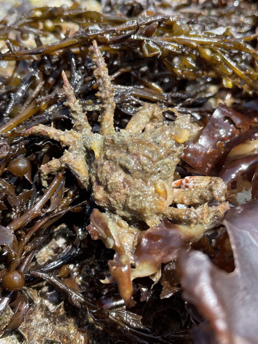 West Seattle Blog… WEST SEATTLE LOW TIDE Four sights from the shore