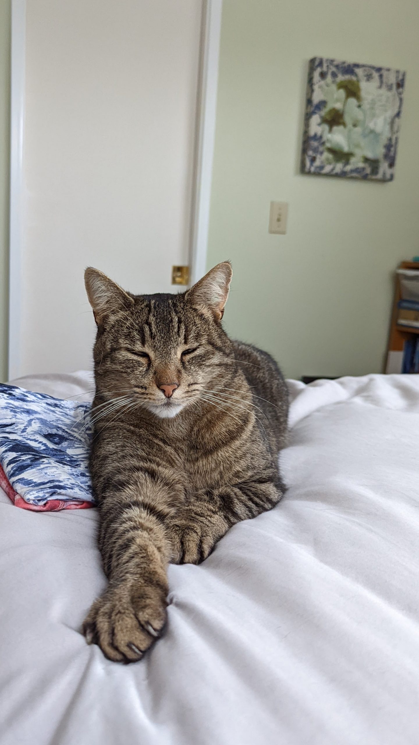 West Seattle Blog… LOST CAT Seen Kovu?