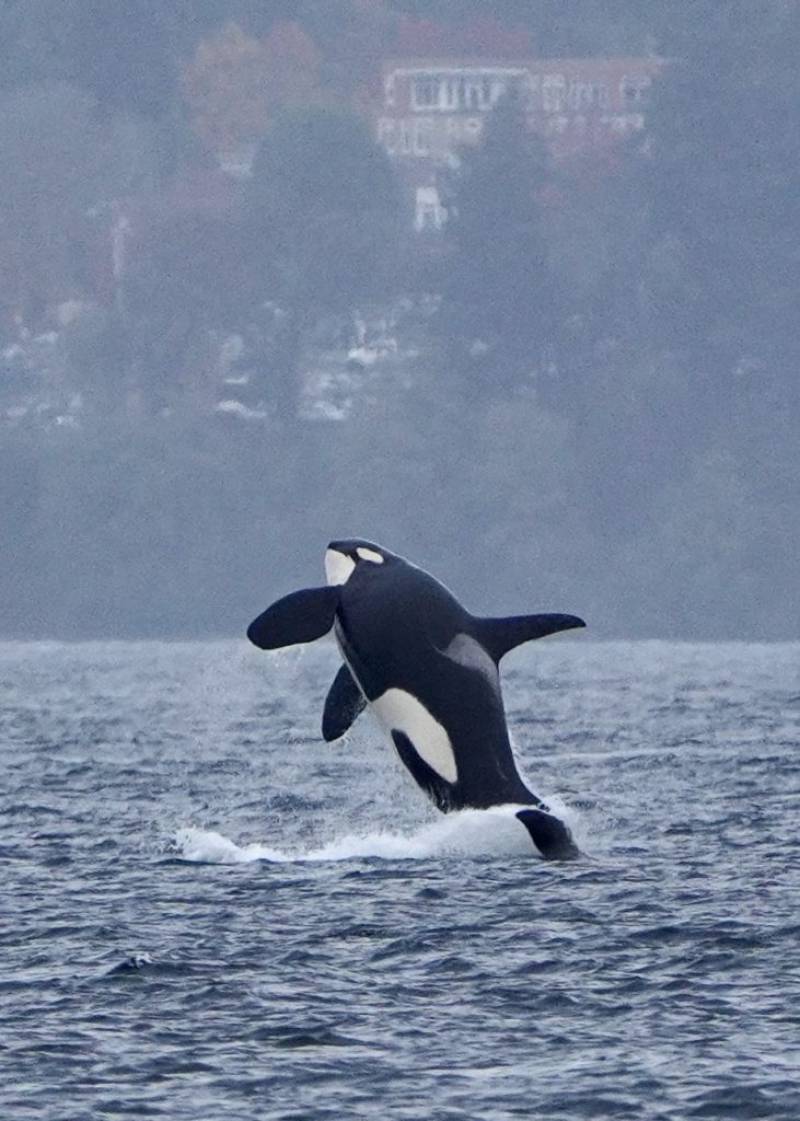 West Seattle Blog… WHALES Orcas passing West Seattle