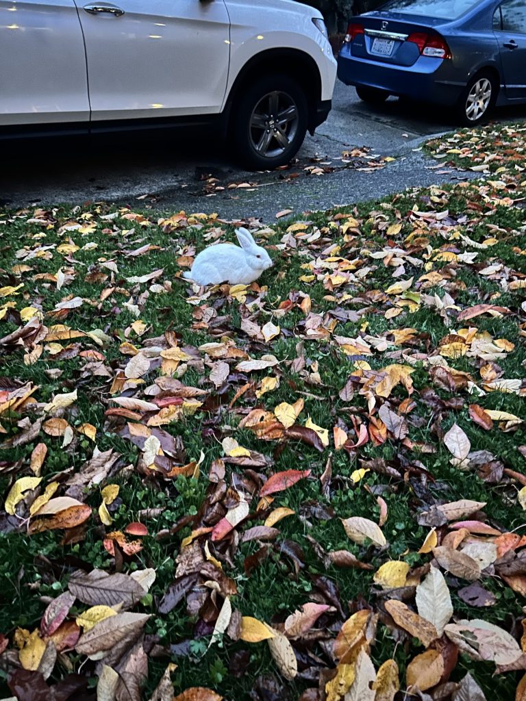 West Seattle Blog… | SIGHTING: Two rabbits