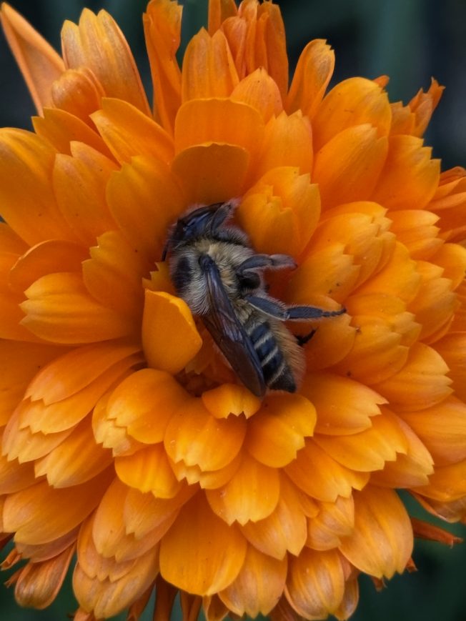 Morgan Community Association, piñata workshop, more for your West Seattle Wednesday