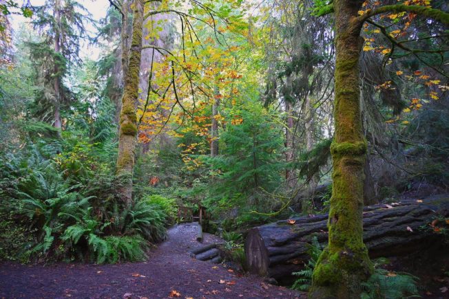 Our list for your awaiting-the-rain West Seattle Thursday