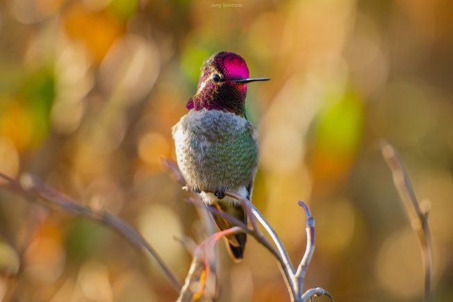 WEST SEATTLE BIRDS: Seven views of our winged neighbors