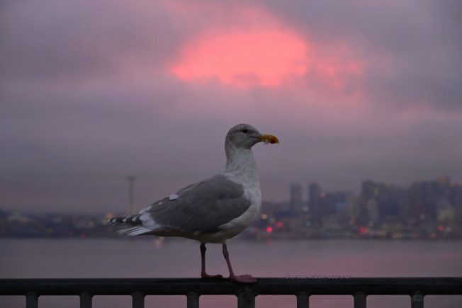 What’s up for your West Seattle Saturday, from our Event Calendar and Holiday Guide!