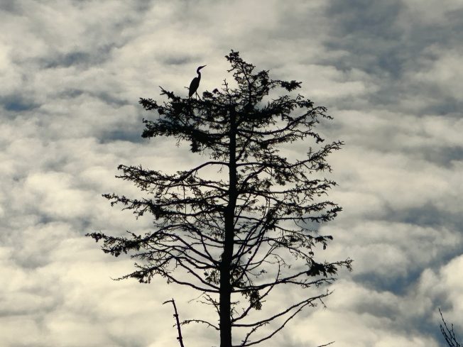 Dine-out and trivia benefits, holiday ordering, games, more for your West Seattle Wednesday