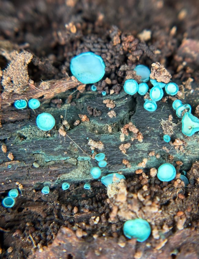 WEST SEATTLE SUNDAY: 20 things to know about