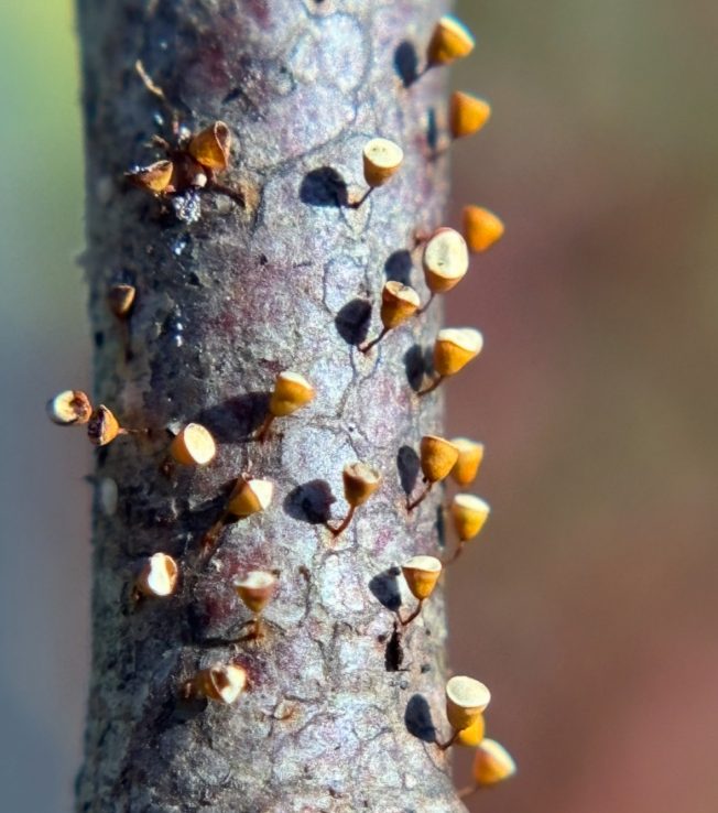 Local shopping and more on our list for your West Seattle Friday