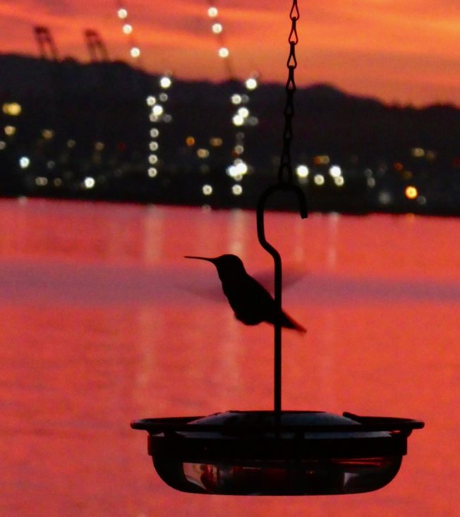 West Seattle Thanksgiving Day 2025 info: Coffee, restaurants, grocery stores, free community dinners, running/walking/dancing, more!