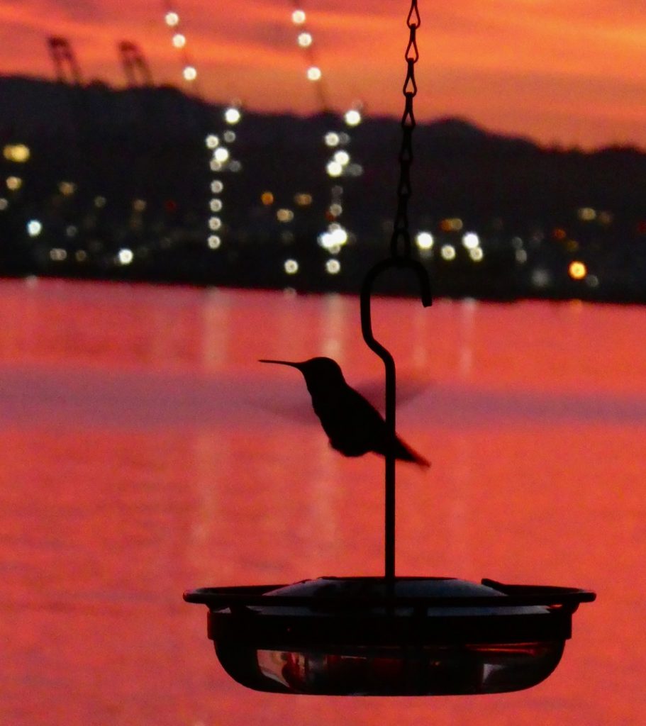 west-seattle-blog-2025-november-27