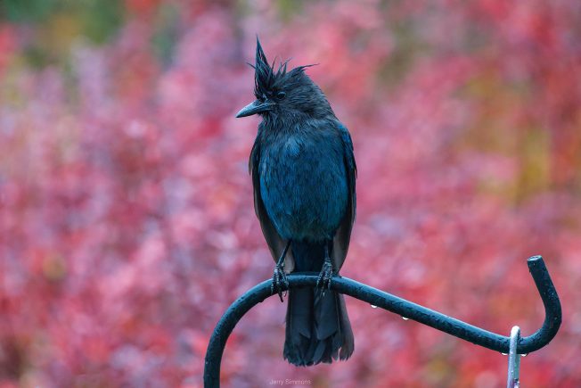 WEST SEATTLE SUNDAY: Welcoming winter with two-dozen-plus holiday and non-holiday happenings!