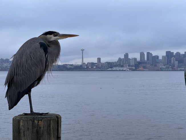 Night market, wreath-making, reading, gaming, more for your West Seattle Wednesday