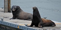 Sea Lions