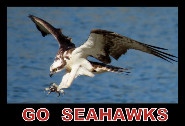 WEST SEATTLE BIRDS: Gameday mini-gallery