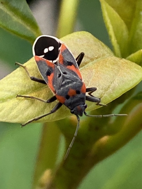 22 options on our list for your West Seattle Tuesday!