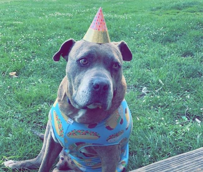 Remembering Boo the dog, ‘self-proclaimed Mayor of West Seattle,’ 2012-2026