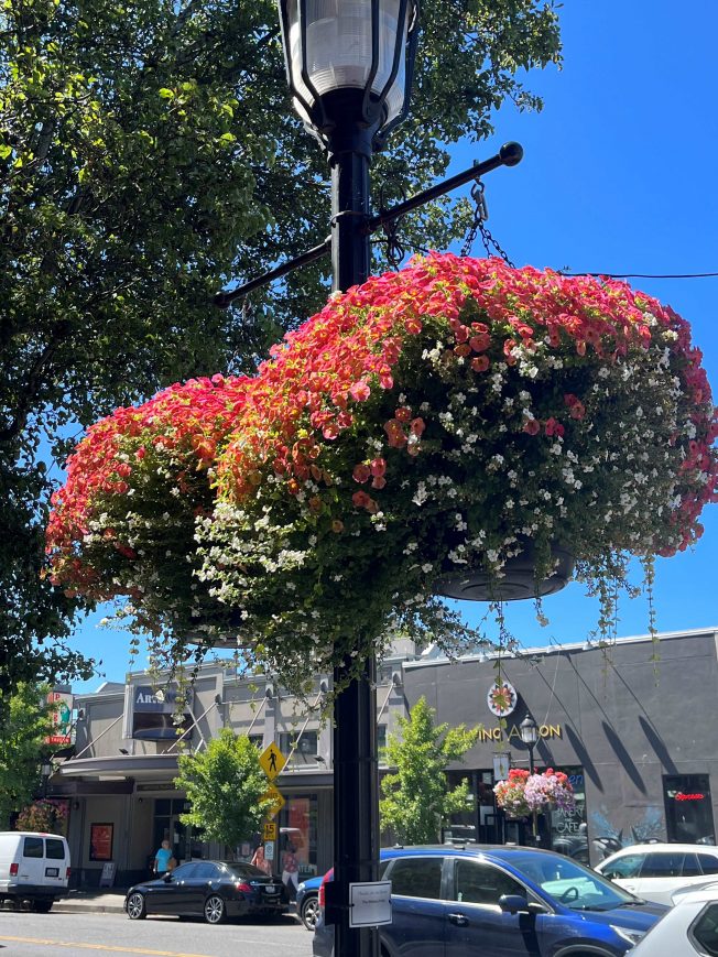 THINK SPRING! West Seattle Junction Association offering flower-basket adoption again this year