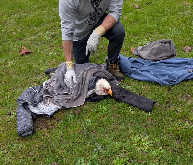 WEST SEATTLE WILDLIFE: Bald Eagle drama at Lincoln Park