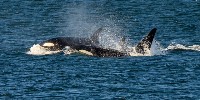 Orcas