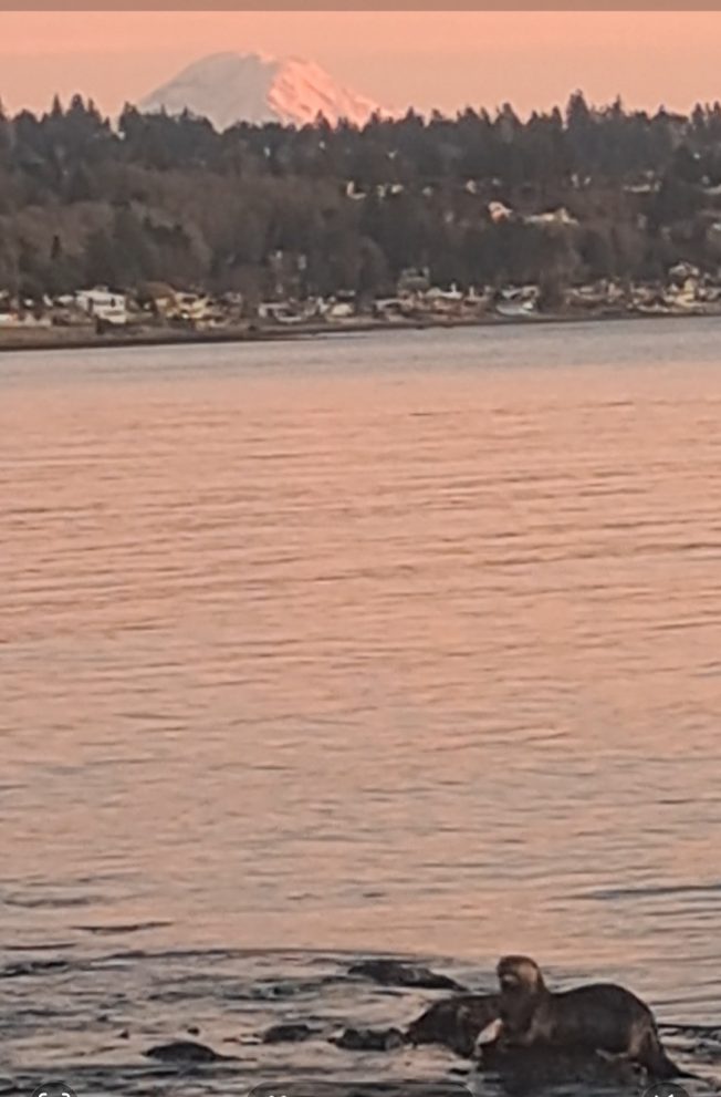 WEST SEATTLE WILDLIFE: Otters on a roll and on the rocks