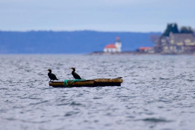 RV/tiny-house site, teen mental health, West Seattle Book Club, YMCA drive, more for your Thursday