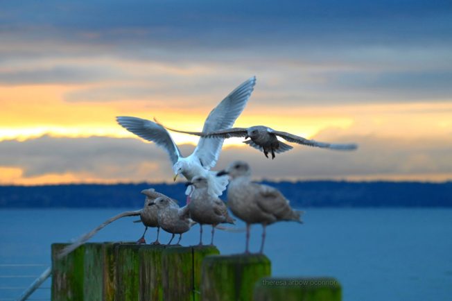 Alki Elementary students’ makers market, coffeehouse comedy, more for your West Seattle Friday