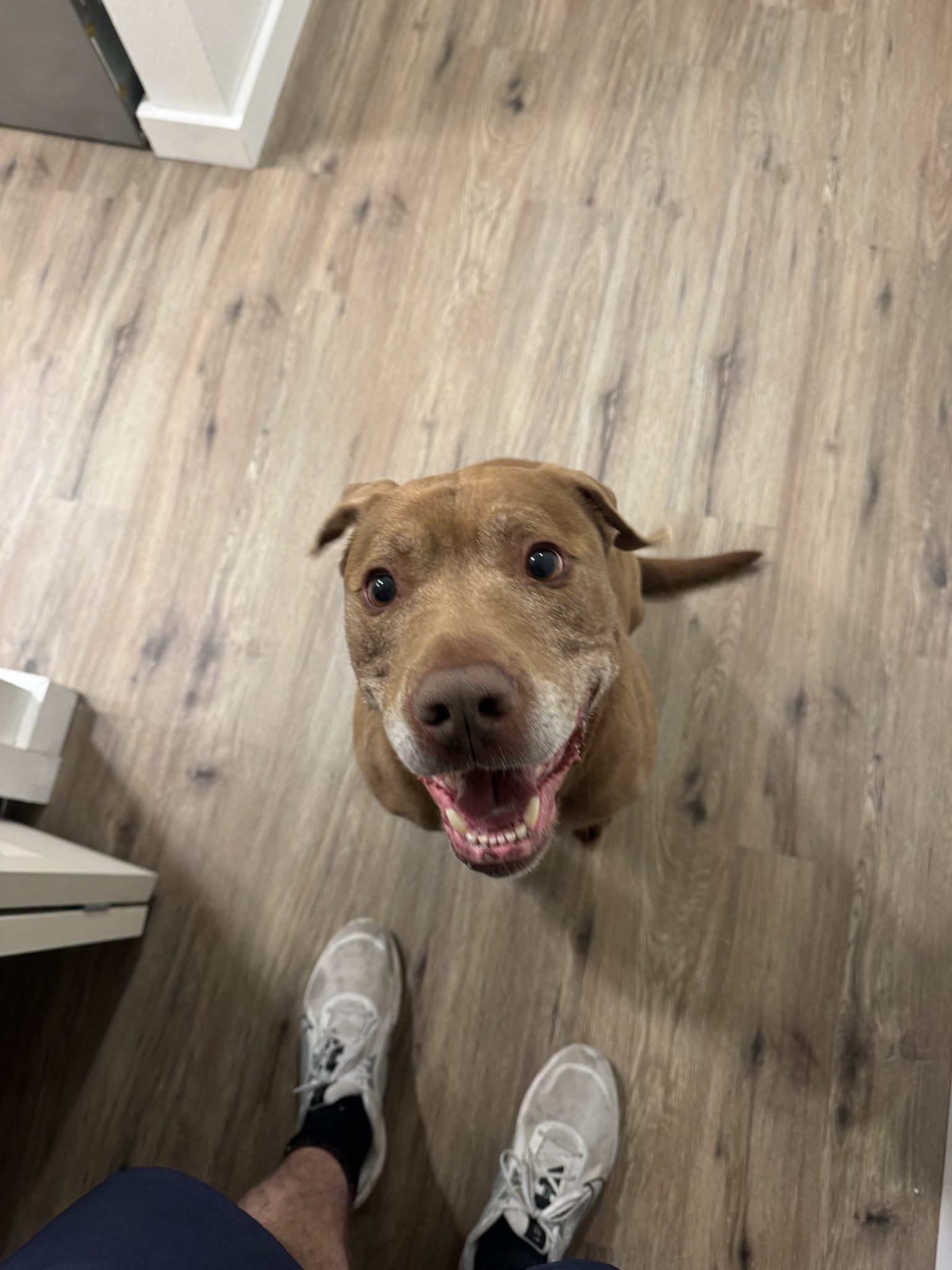 West Seattle Blog… | FOUND DOG: 17th/Cloverdale