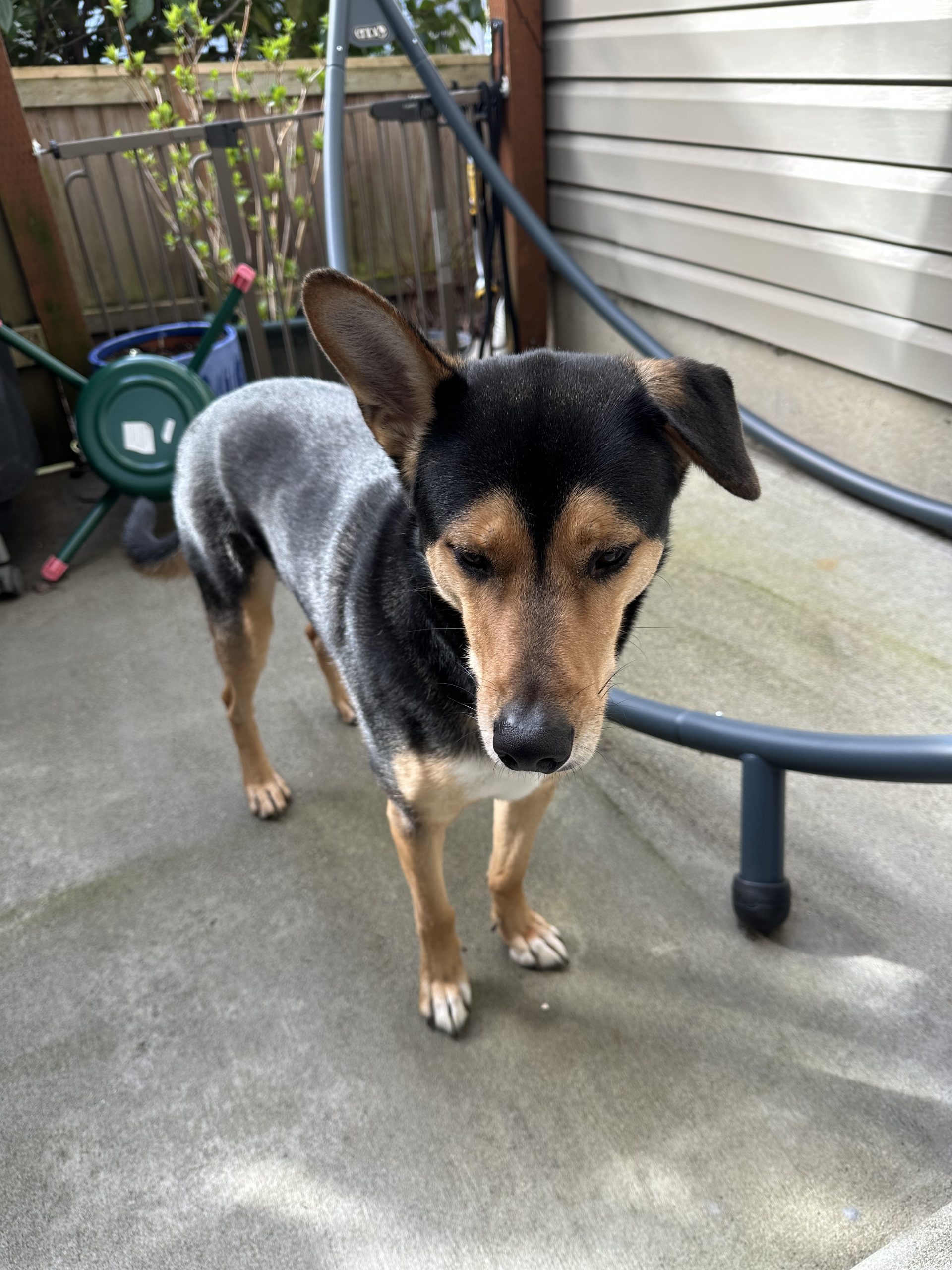 West Seattle Blog… | FOUND DOG: