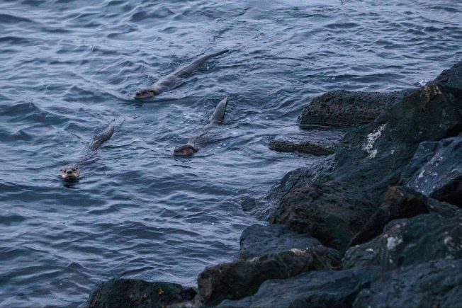 From stories to history, cookies to concerts, here’s what’s ahead for your West Seattle Friday!