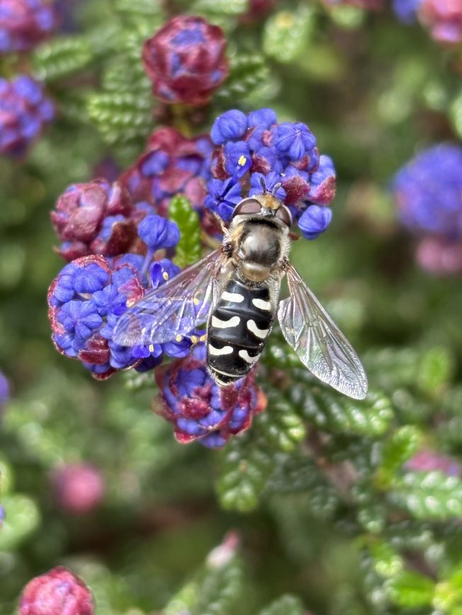 From story time to support groups, here are highlights for your West Seattle Monday!