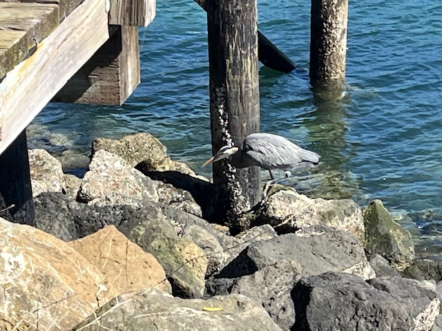 WEST SEATTLE SUNDAY: 21 options!