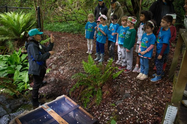 WEST SEATTLE SALMON: Students free fry at Fauntleroy Creek, joined by City Councilmember Ron Saka