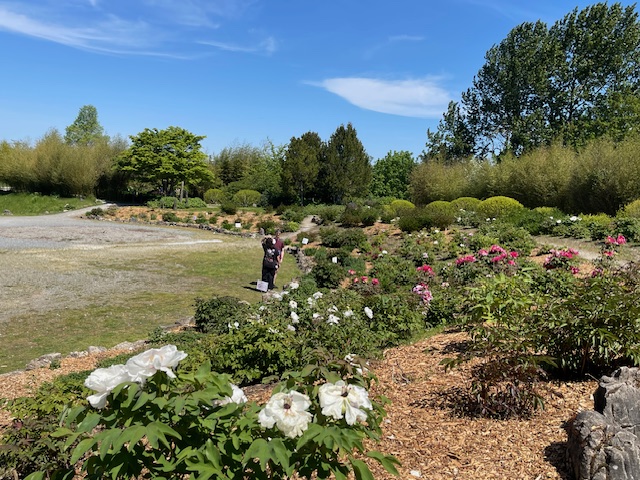 HAPPENING NOW: Sun and shade at Seattle Chinese Garden’s Peony Festival