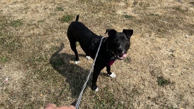 FOUND DOG: At Rotary Viewpoint Park; taken to clinic