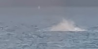 Whale