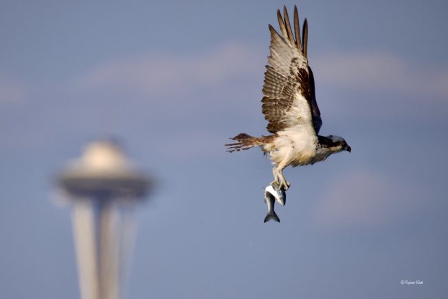 Comedy and more for your West Seattle Monday!
