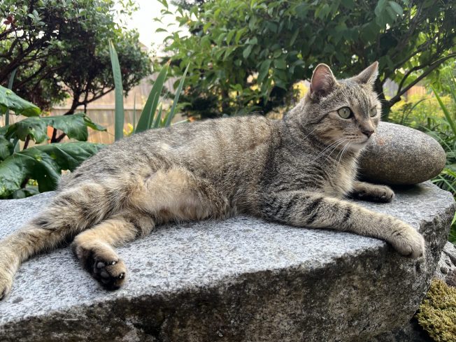 LOST CAT: Looking for Denis