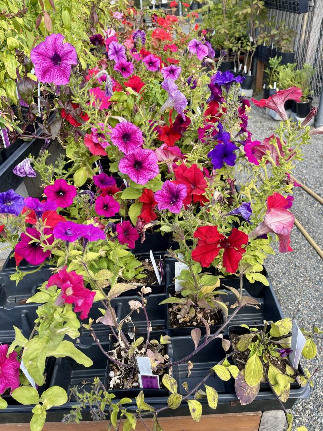 Alki and Roxhill Park community-safety discussions, lunch-and-learn health info, book swap with wine, Senior Transportation Fair, more for your West Seattle Thursday