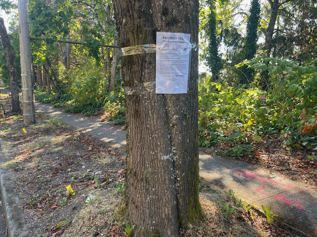 Here’s why some trees along 16th SW by South Seattle College are marked with notices