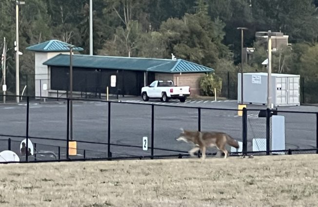 WEST SEATTLE COYOTES: One on the field, another on the bluff