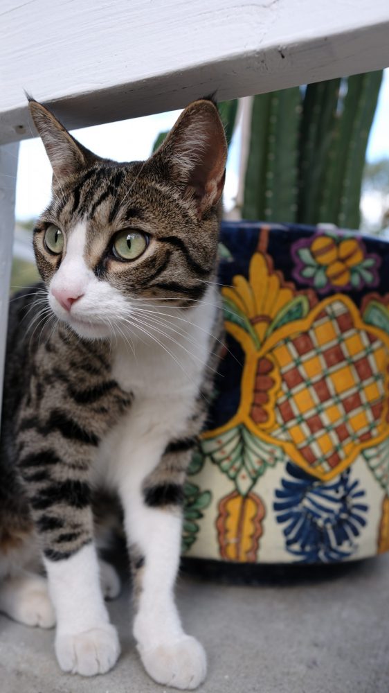 LOST CAT: Seen Blondie?