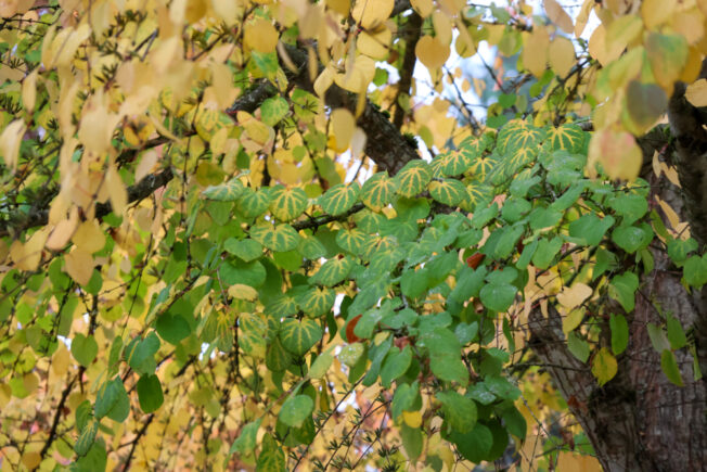WEST SEATTLE SUNDAY: Fauntleroy Fall Festival and 21 more options!