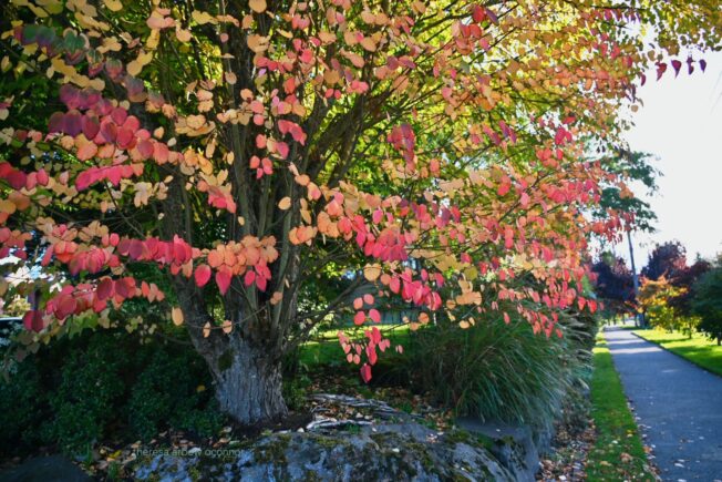 Huling Bowl football clash, Puget Ridge swing dance, Ounces Oktoberfest, SW Artist Showcase entries, more on your West Seattle Friday list