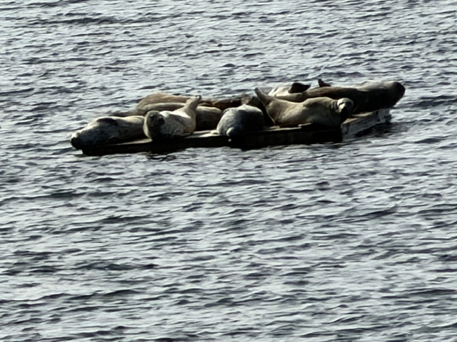 WEST SEATTLE WILDLIFE: Packed-in pinnipeds