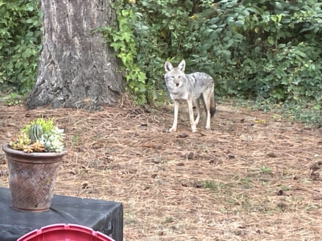 WEST SEATTLE COYOTES: Two sightings south of Admiral